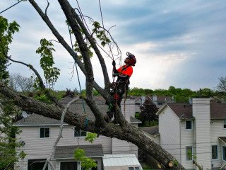 Professional Ottawa Tree Removal Services for Your Home | Tree King Ottawa