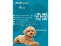 breed-n-breeders-is-an-online-pet-shop-for-maltipoo-dogs-in-mumbai-small-0