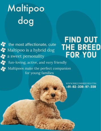 breed-n-breeders-is-an-online-pet-shop-for-maltipoo-dogs-in-mumbai-big-0