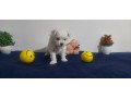 buy-and-adopt-maltese-puppies-from-home-in-hyderabad-breed-n-breeder-small-0