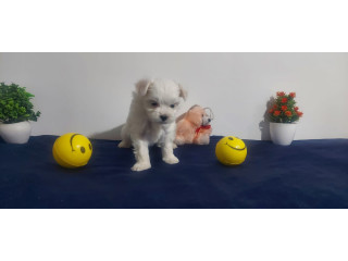 Buy and Adopt Maltese puppies from home in Hyderabad Breed n Breeder