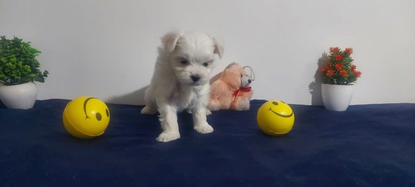 buy-and-adopt-maltese-puppies-from-home-in-hyderabad-breed-n-breeder-big-0