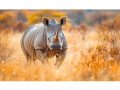 rhinos-in-the-sun-festivals-in-bloom-finding-the-best-time-for-kaziranga-majuli-small-0