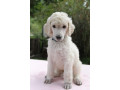white-poodle-puppies-for-sale-at-best-price-in-ahmedabad-breed-n-breeder-small-0
