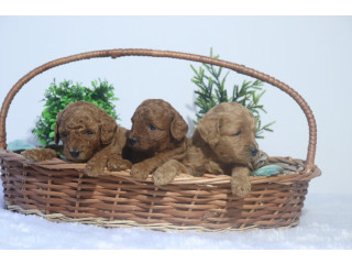 Brown poodle puppies for sale at best price in Ahmedabad breed n breeder