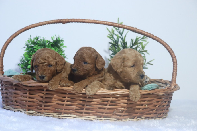 brown-poodle-puppies-for-sale-at-best-price-in-ahmedabad-breed-n-breeder-big-0