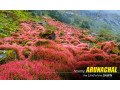 arunachal-pradesh-tour-package-with-naturewings-immerse-yourself-in-natures-paradise-small-1