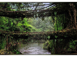 Grab Assam Meghalaya Arunachal Pradesh Package Tour from NatureWings