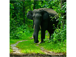 Book Dooars Package Tour from Kolkata with Best Dooars Tour Package Price