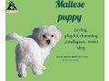 buy-maltese-puppy-online-in-kolkata-breed-n-breeder-small-0