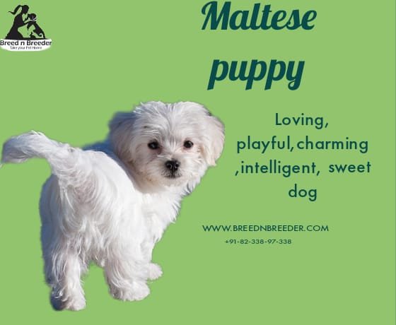 buy-maltese-puppy-online-in-kolkata-breed-n-breeder-big-0