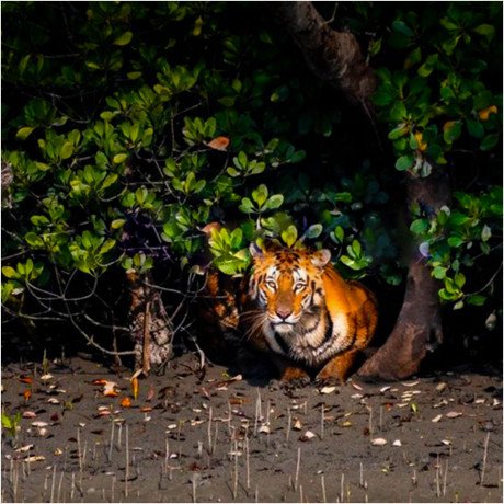 sundarban-package-tour-with-hotel-sonar-bangla-in-2024-big-1