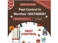 combating-critters-a-guide-to-pest-control-services-in-mumbai-small-0