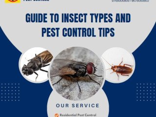A Guide to Finding the Right Pest Control Rates in Mumbai