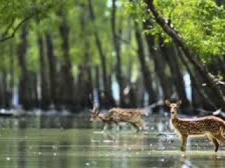 SUNDARBAN TOUR 2 NIGHTS 3 DAYS PACKAGE