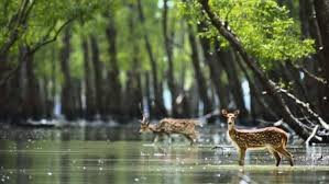 sundarban-tour-2-nights-3-days-package-big-0