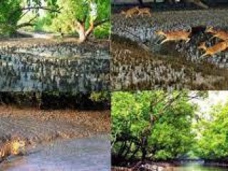 SUNDARBAN 2 NIGHTS 3 DAYS