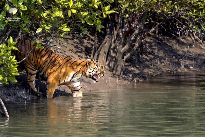 wonderful-sundarban-houseboat-package-tour-book-now-big-0