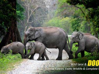 Family-Friendly Dooars package tour from Kolkata: Book Now!