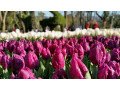 wonderful-kashmir-tulip-festival-tour-package-best-offer-from-adorable-vacation-small-0