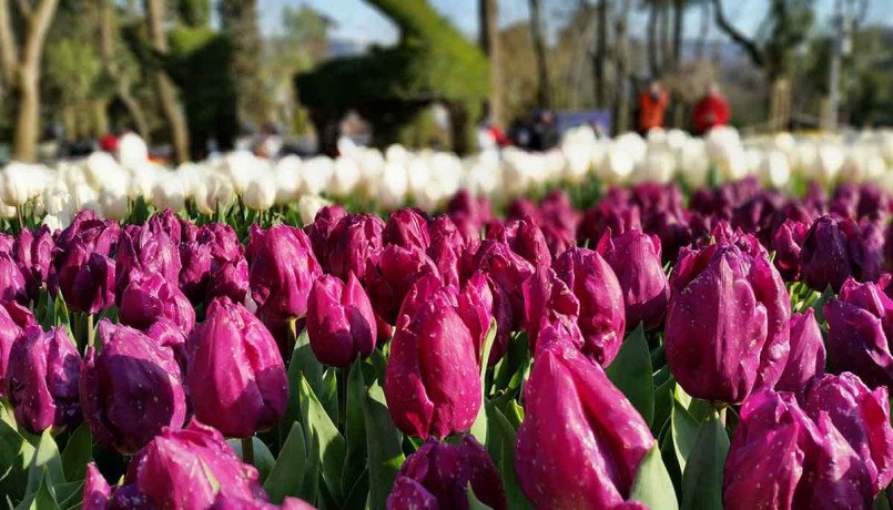 wonderful-kashmir-tulip-festival-tour-package-best-offer-from-adorable-vacation-big-0