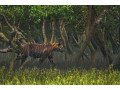 amazing-sundarban-tour-package-from-kolkata-small-0