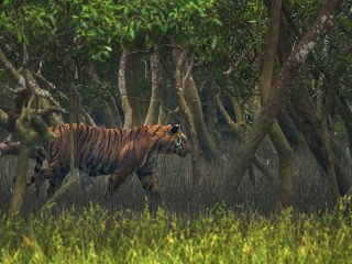 Amazing Sundarban Tour Package from Kolkata