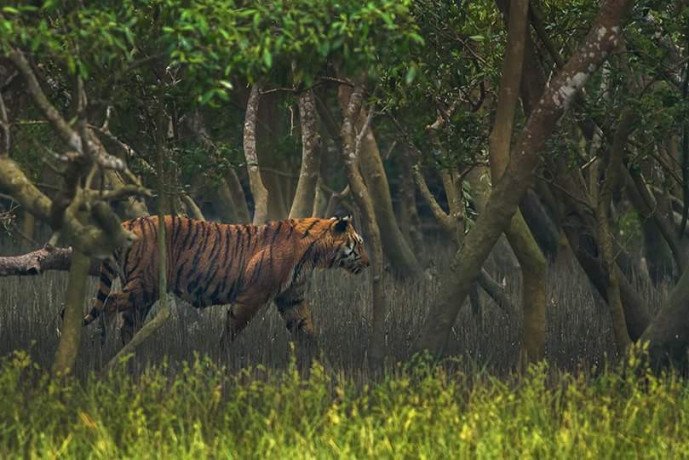 amazing-sundarban-tour-package-from-kolkata-big-0