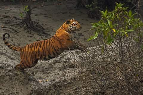 wonderful-sundarban-tour-package-from-kolkata-big-0