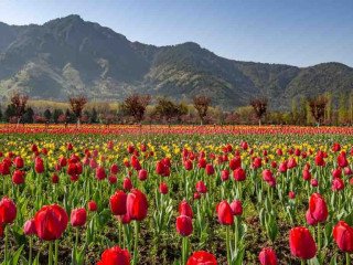 Wonderful KASHMIR PACKAGE TOUR FROM KOLKATA – Best Offer from Adorable Vacation, Book Now !