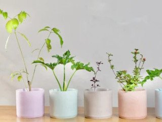 Table Top Planter