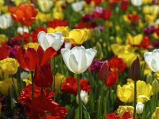 Wonderful Kashmir Tulip Festival Tour Package from Kolkata - Best Offer From Adorable Vacation