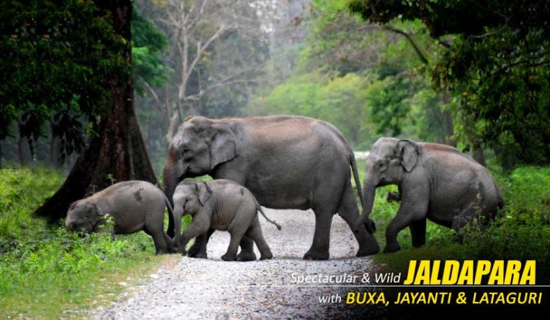 dooars-tour-with-jaldapara-elephant-safari-a-gentle-passage-through-living-wilderness-big-0