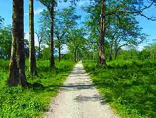 Dooars Tour Package from Kolkata for an Unforgettable Forest Adventure