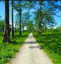 dooars-tour-package-from-kolkata-for-an-unforgettable-forest-adventure-big-0