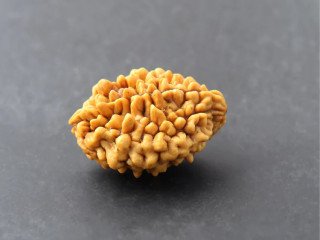 Latest 2 Mukhi Rudraksha Price and Buying Guide
