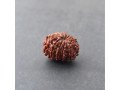 updated-12-mukhi-rudraksha-price-for-strength-and-power-small-0