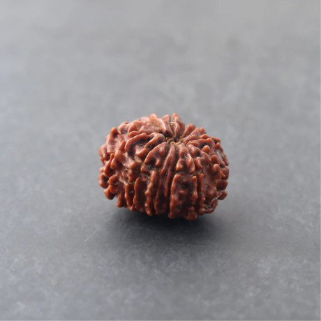 updated-12-mukhi-rudraksha-price-for-strength-and-power-big-0