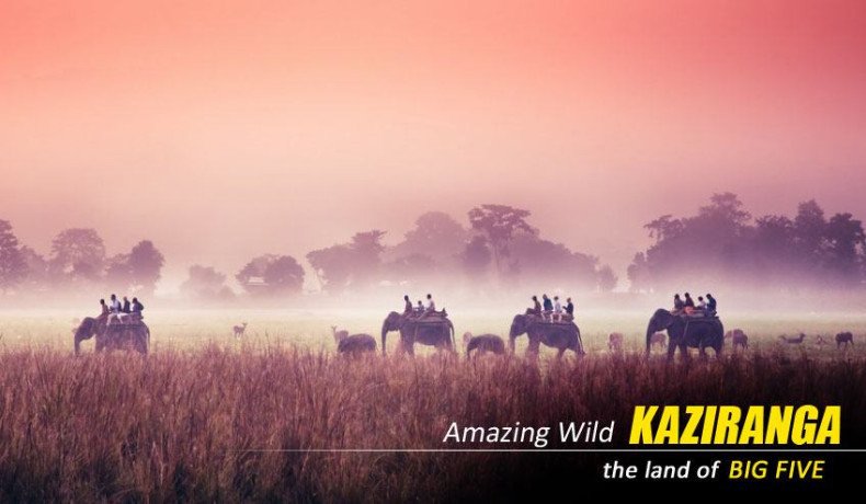 premium-kaziranga-tour-package-from-guwahati-explore-the-wild-heart-of-assam-big-0