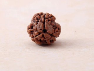3 Face Rudraksha for Confidence, Karma Cleansing & Energy Boost