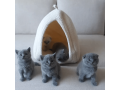 scottish-fold-cats-for-sale-small-0