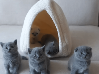 Scottish Fold Cats For Sale