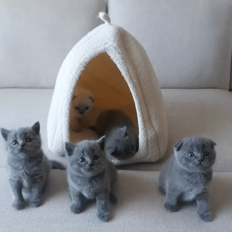 scottish-fold-cats-for-sale-big-0