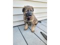 german-shepherd-puppies-for-sale-small-0