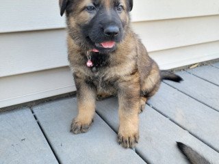 German Shepherd Puppies For Sale