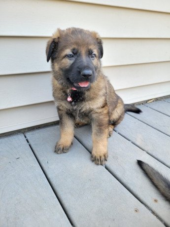 german-shepherd-puppies-for-sale-big-0