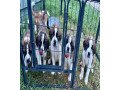 st-bernard-puppies-for-sale-small-0