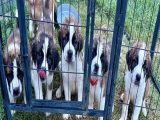 St. Bernard Puppies For Sale