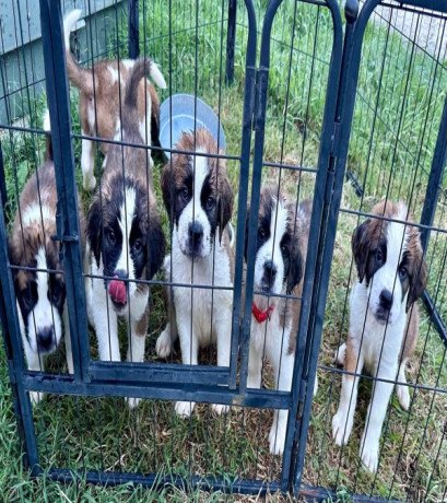 st-bernard-puppies-for-sale-big-0