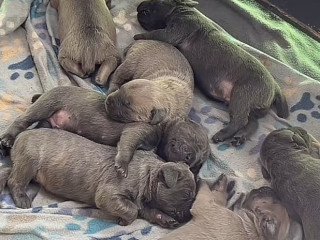 Cane Corso Puppies For Sale